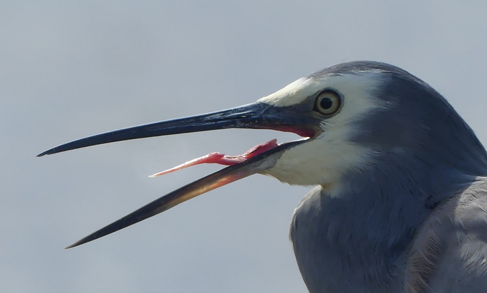 25 14 herons tongue.jpg