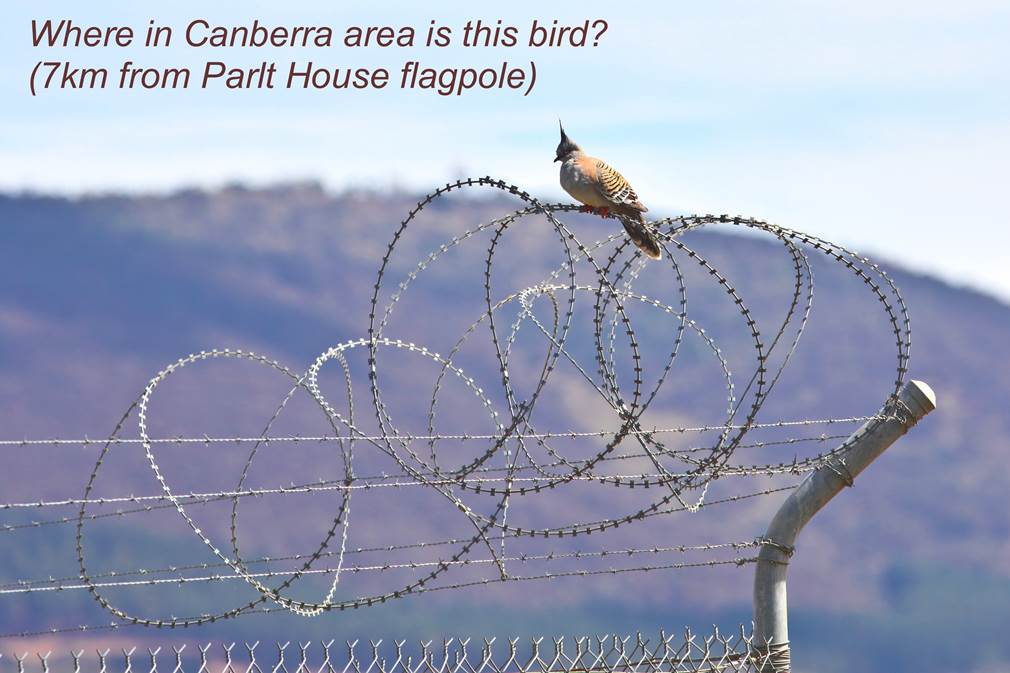 A close
            up of a bird
            Description automatically generated