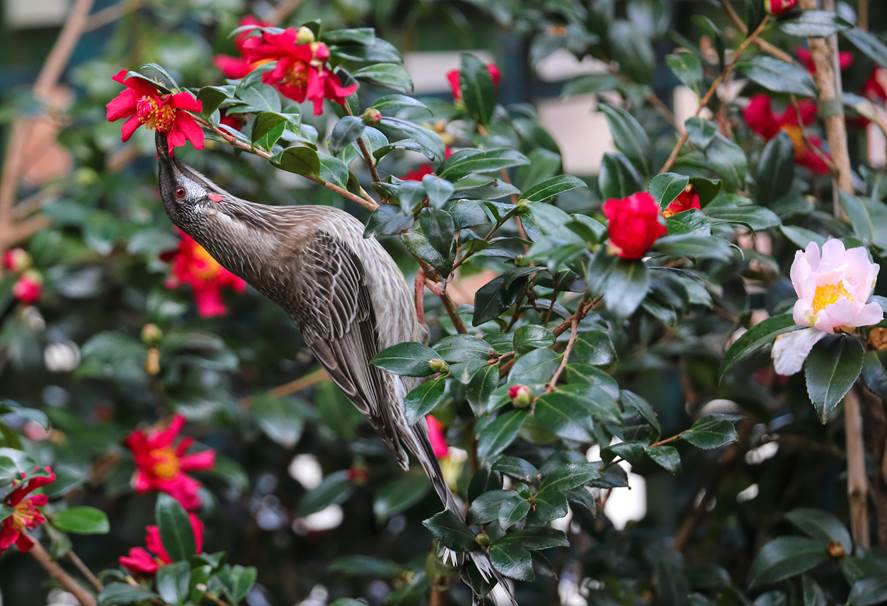 A bird with a red flower

Description automatically generated