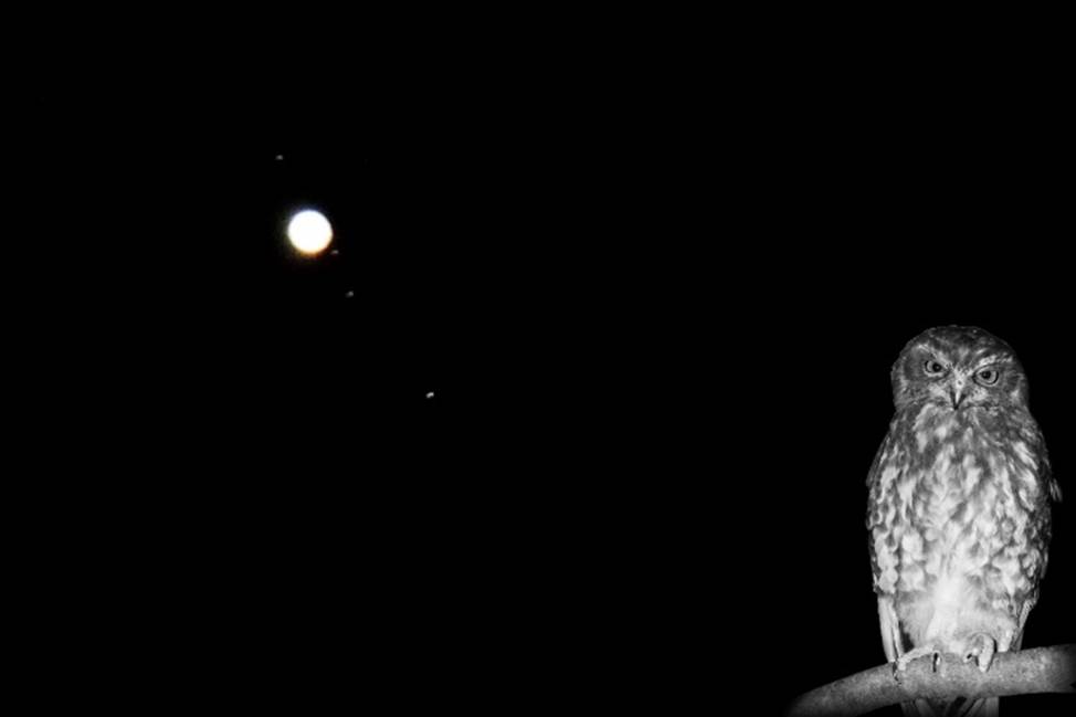 A
              bird that is sitting in the dark
              Description automatically generated