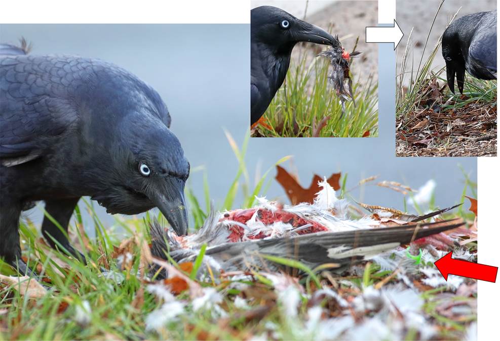 A
              bird that is standing in the grass
              Description automatically generated