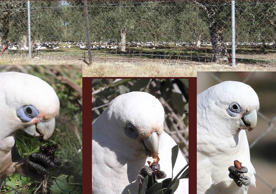 A close up of a bird

Description automatically generated