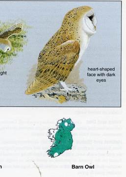 A close up of a bird
Description automatically generated