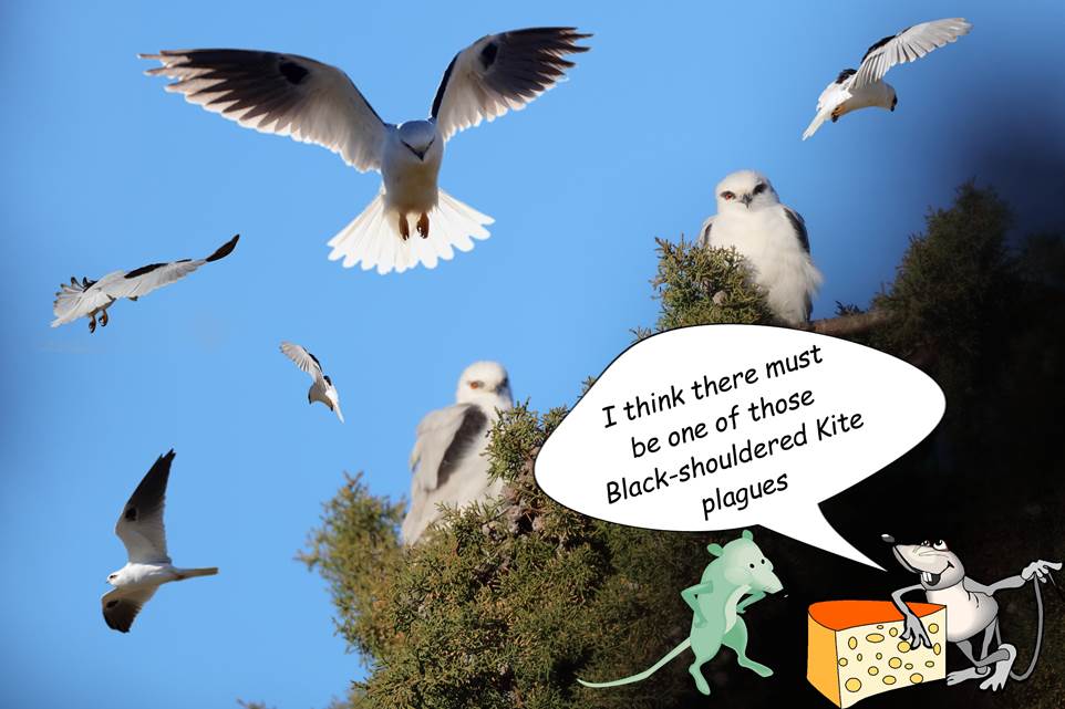 A flock of seagulls flying in the sky

Description automatically generated