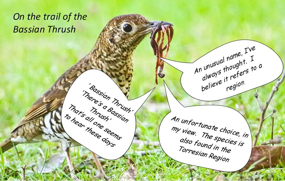 A close up of a bird

Description automatically generated