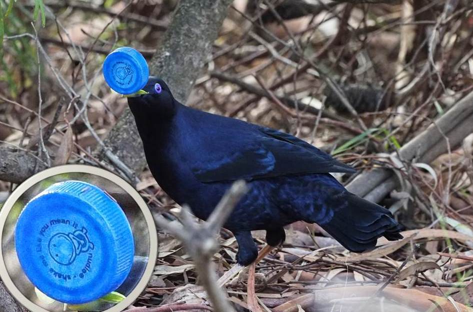 Bowerbird.jpg