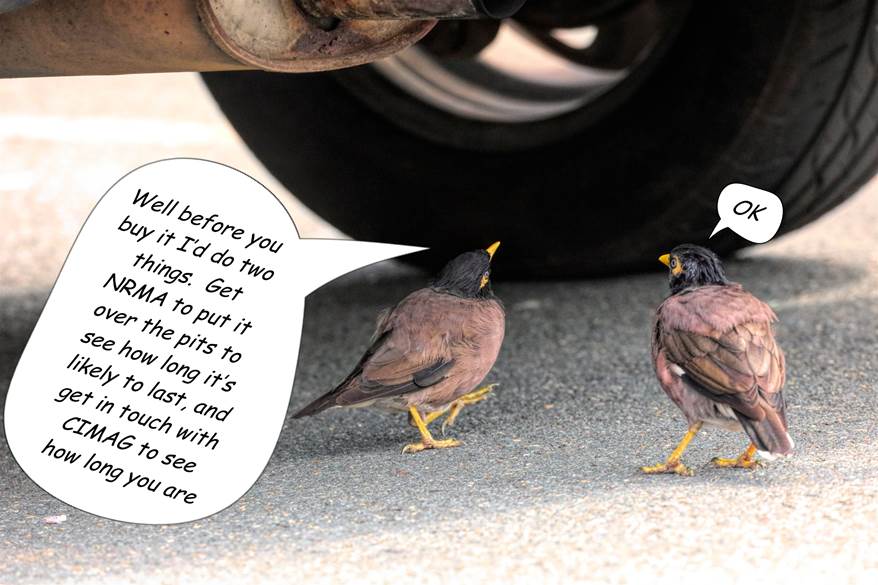 A bird that is standing in a parking lot

Description automatically generated