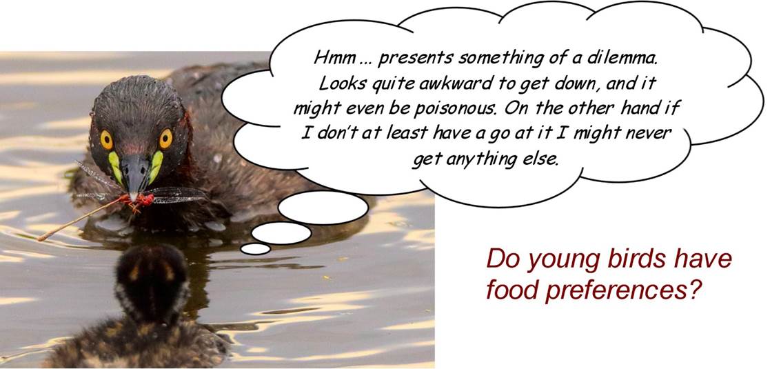 A close up of a bird

Description automatically generated