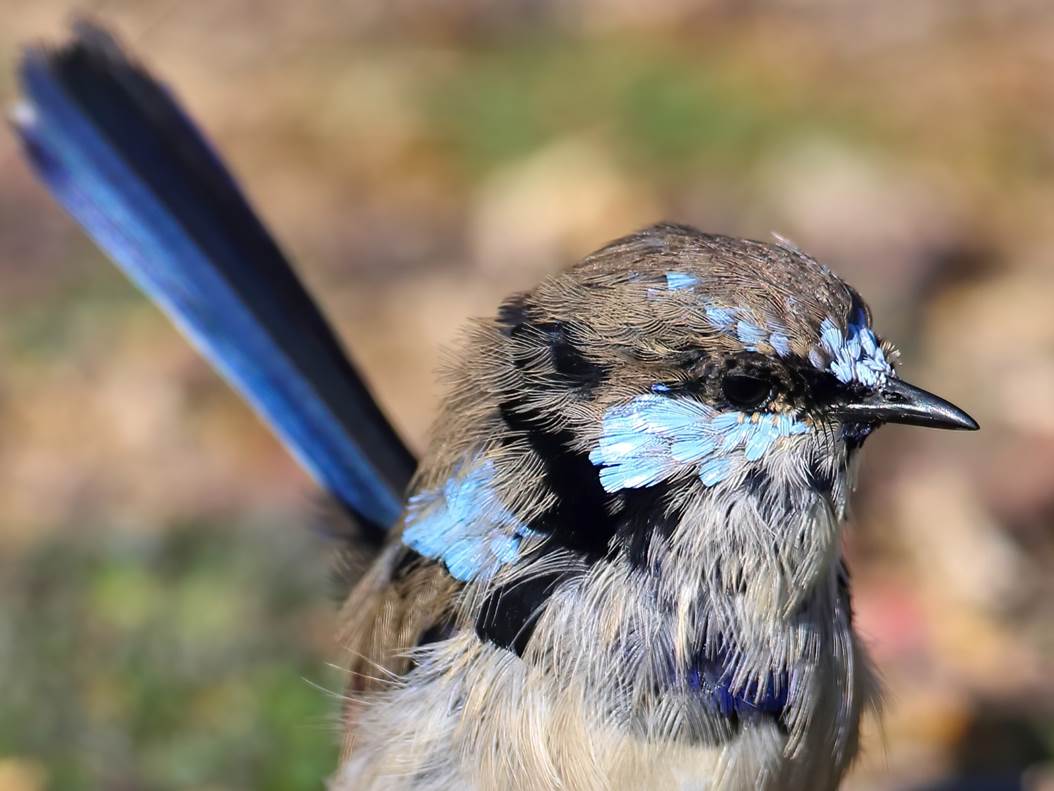 A close up of a bird

Description automatically generated