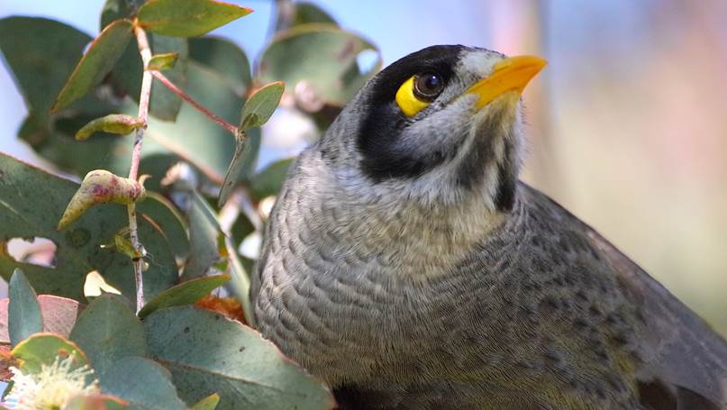 A close up of a bird

Description automatically generated