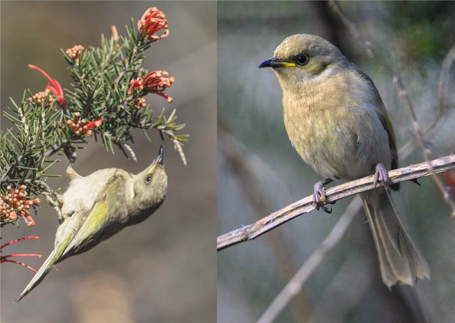 A small bird sitting on a branch
Description automatically generated