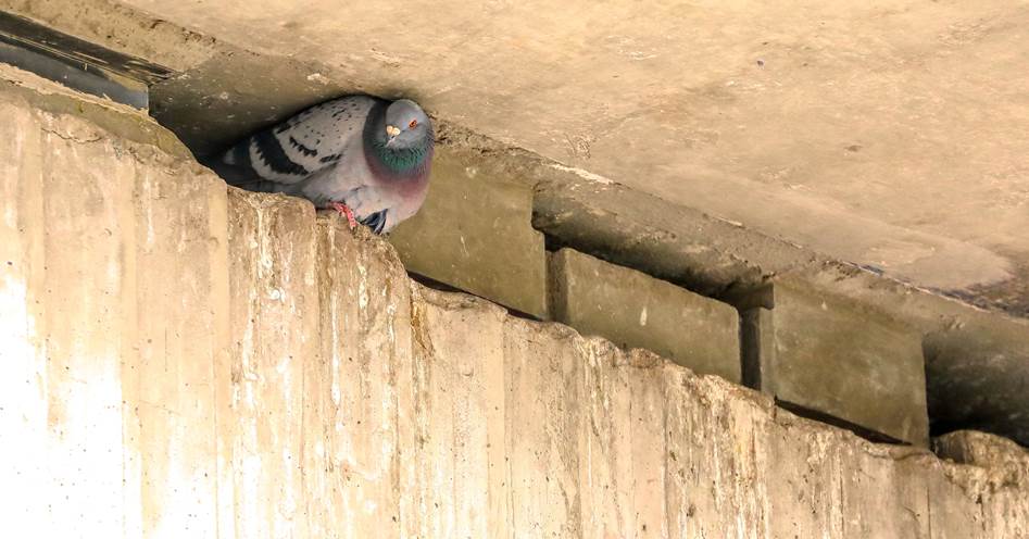 A picture containing building, ground, animal, wall
Description automatically generated