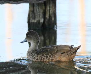 A bird standing next to a body of water

Description automatically generated