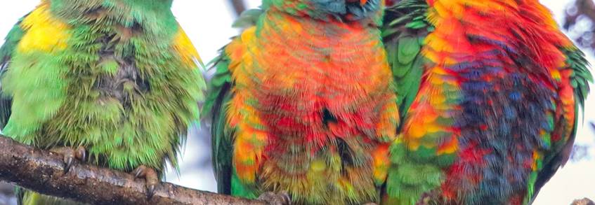 A colorful parrot standing next to a bird

Description automatically generated