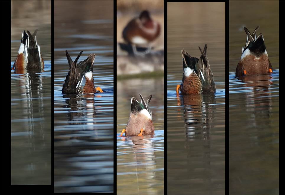 A picture containing cat, bird, water, looking

Description automatically generated