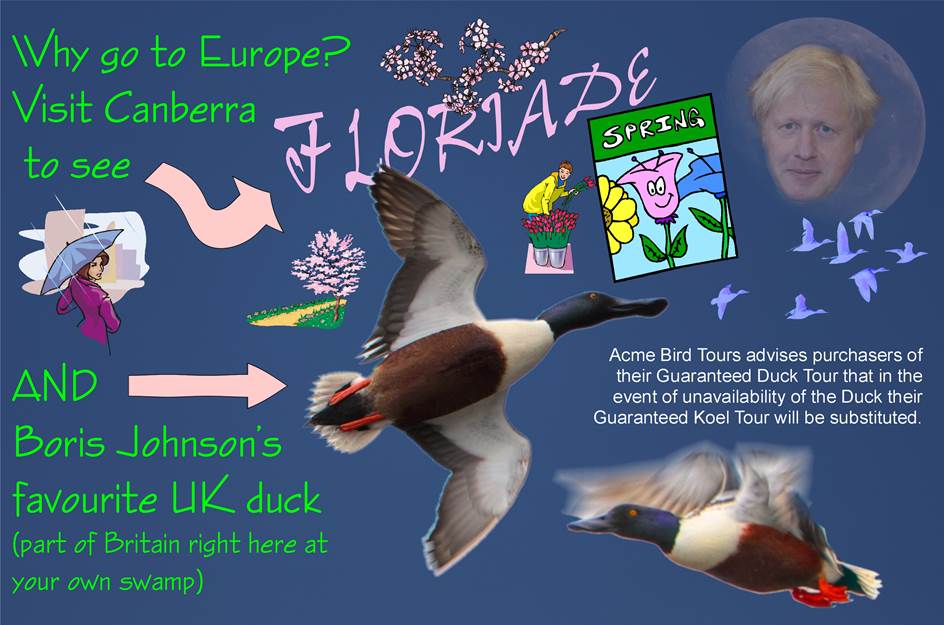 A close up of a bird

Description automatically generated