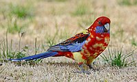 Deviant Crimson Rosella