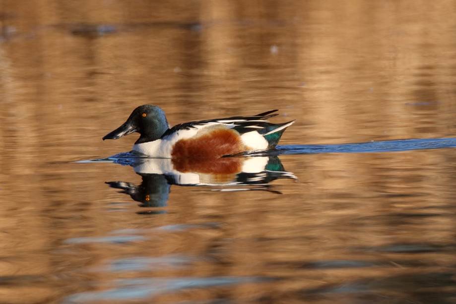 A duck swimming in a body of water

Description automatically generated