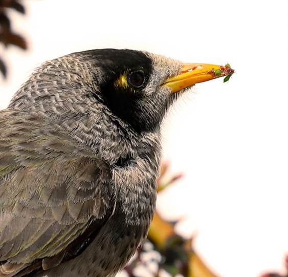 A bird sitting on a branch

Description automatically generated