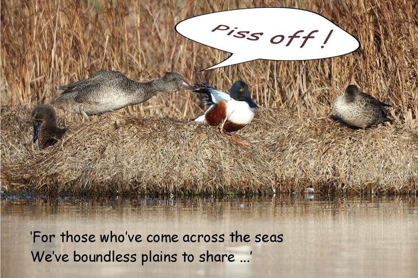 A flock of seagulls standing next to a body of water

Description automatically generated