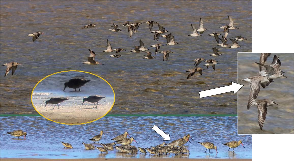 A flock of seagulls standing next to a body of water

Description automatically generated