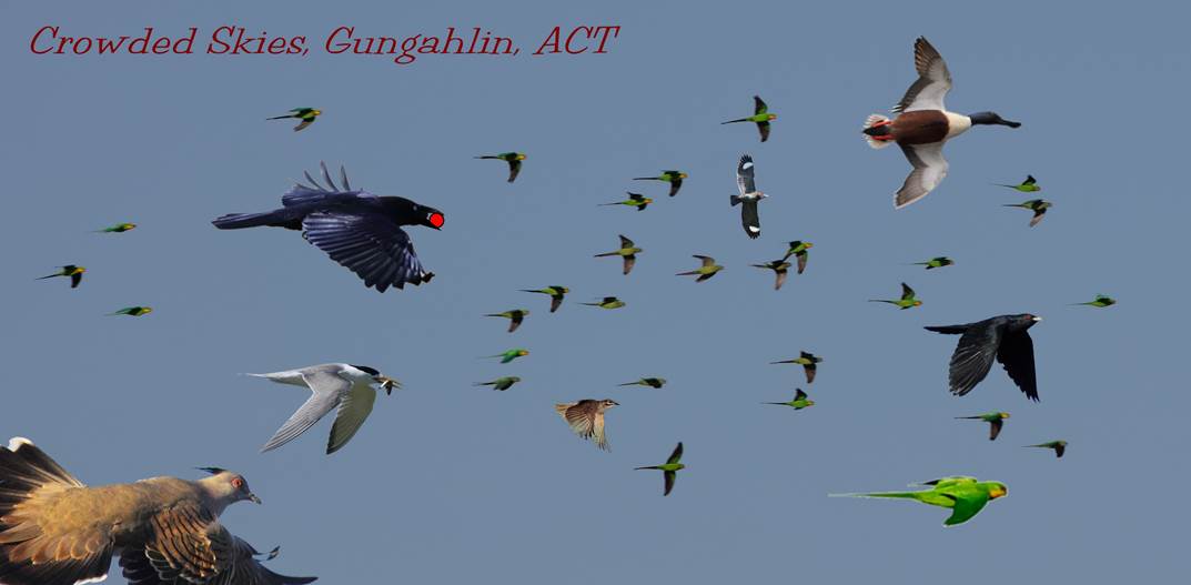 A flock of seagulls flying in the sky

Description automatically generated