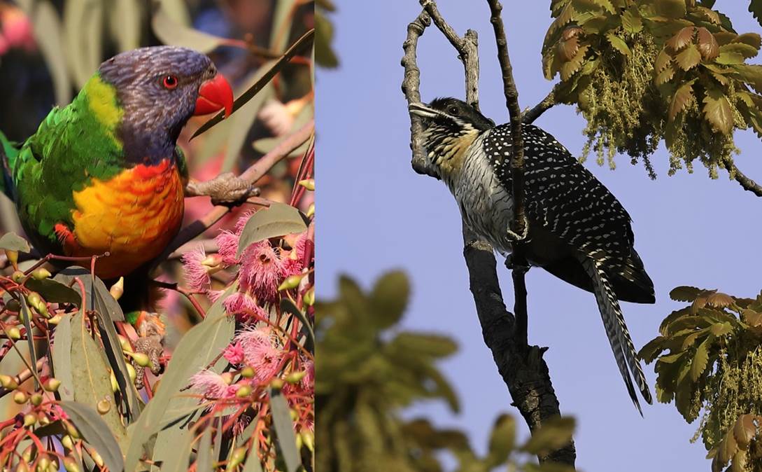 A colorful bird perched on a tree branch

Description automatically generated