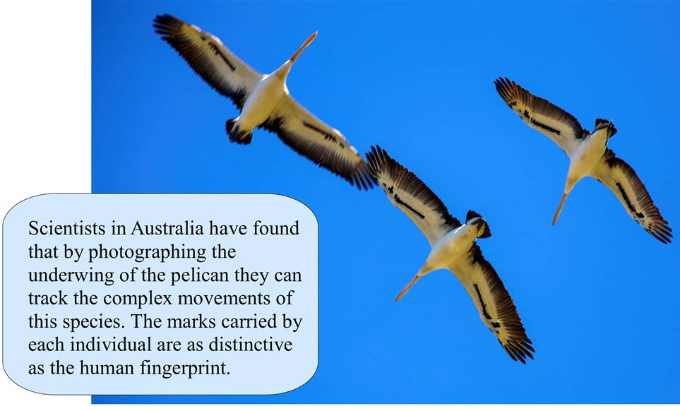 A close up of a bird

Description automatically generated