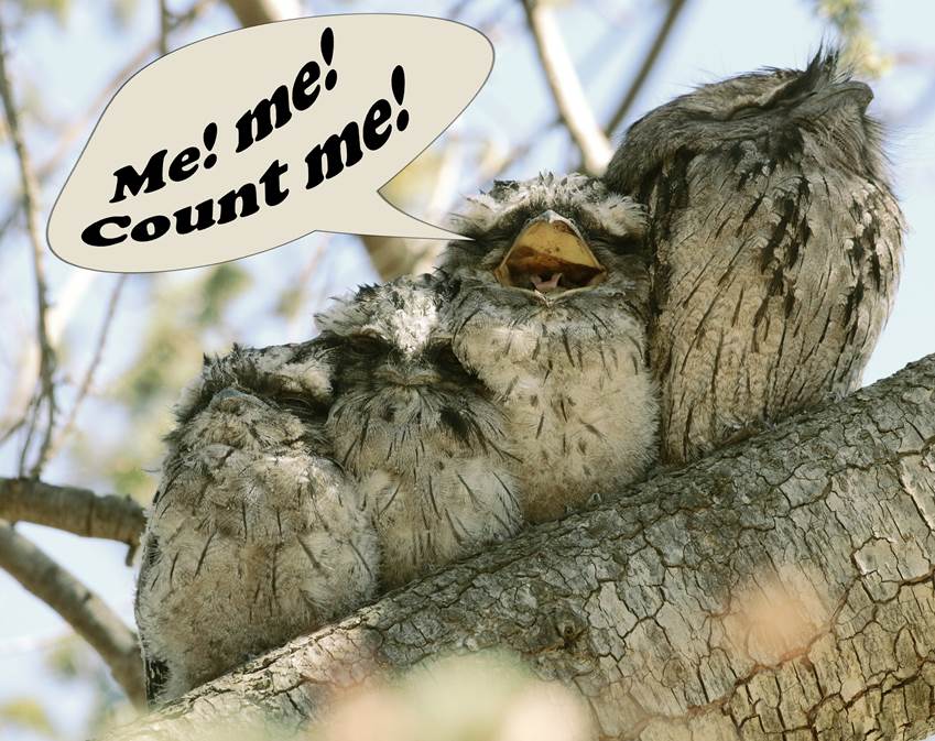 A close up of an owl

Description automatically generated