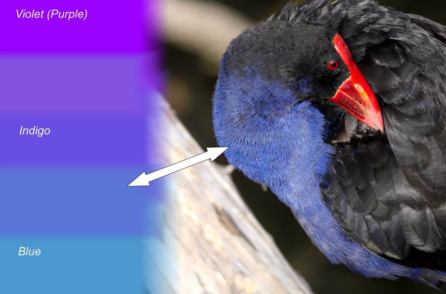A close up of a bird

Description automatically generated