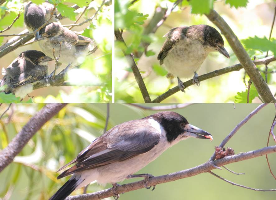 A small bird perched on a tree branch
Description automatically generated