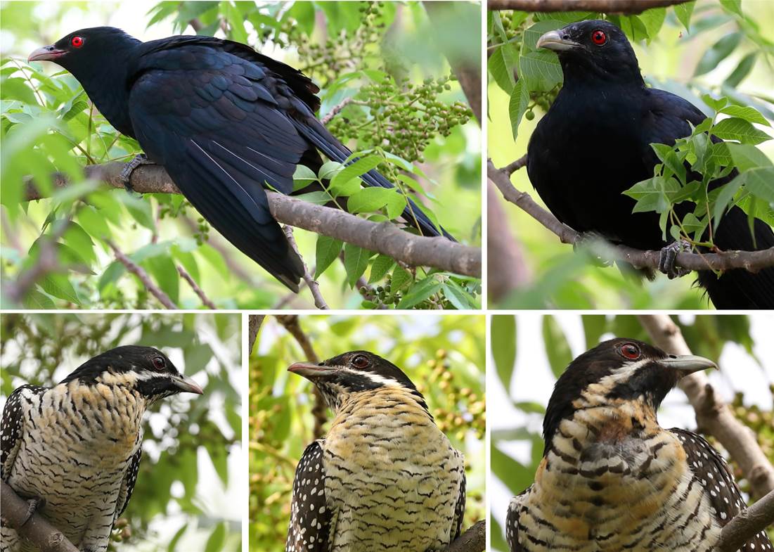A flock of birds sitting on a branch

Description automatically generated