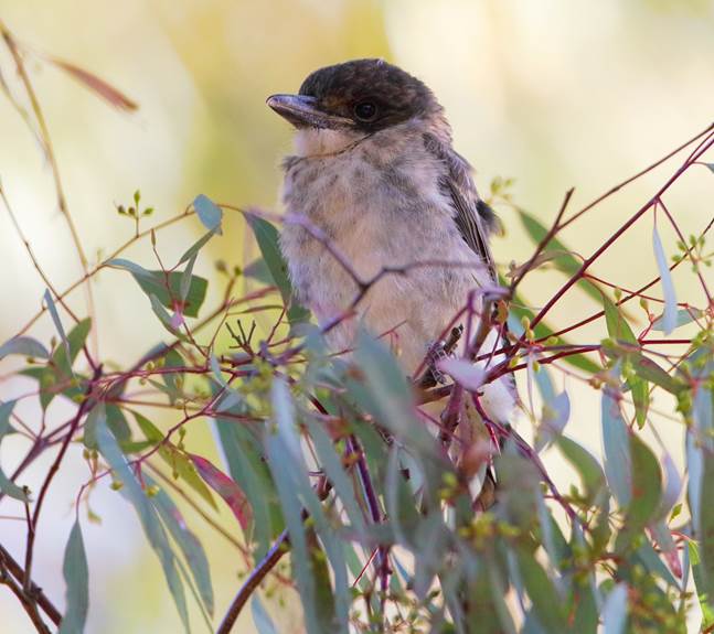 A small bird sitting on a branch

Description automatically generated