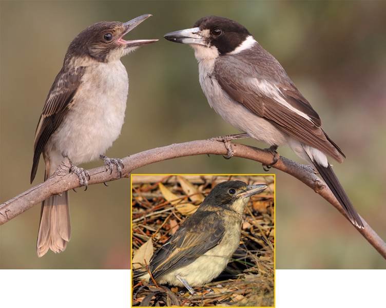 A small bird sitting on a branch

Description automatically generated