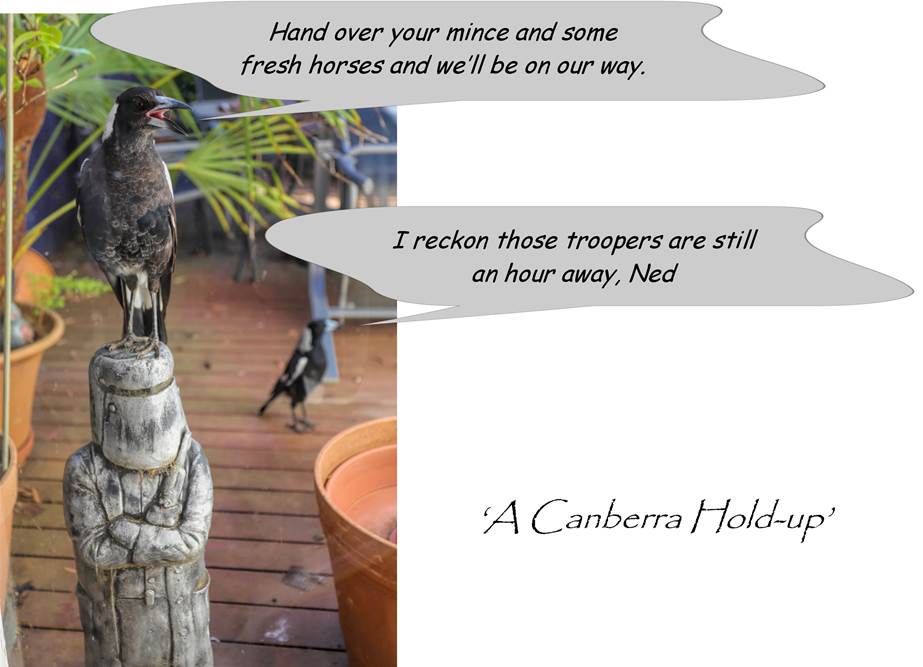 A close up of a bird

Description automatically generated