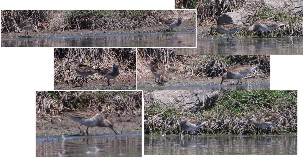 A bird sitting on top of a river

Description automatically generated