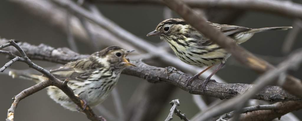 Speckled Warbler feeding young.jpg