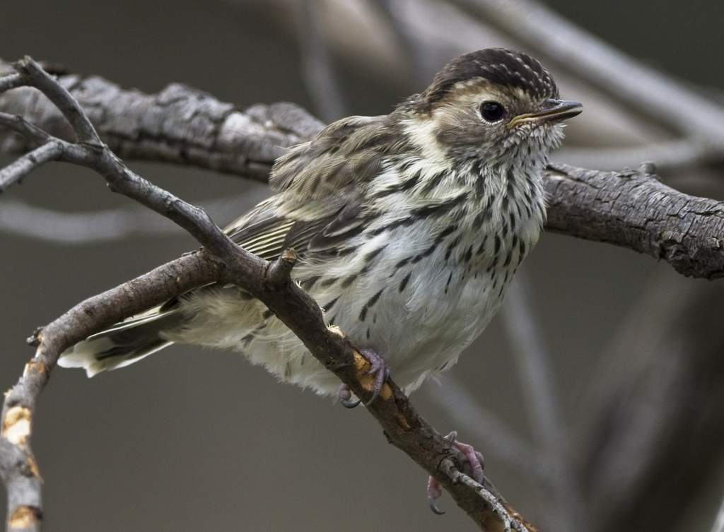 Speckled Warbler juv.jpg