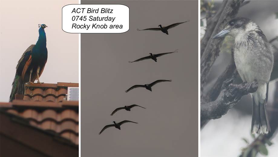 A picture containing bird, cat, photo, different
Description automatically generated