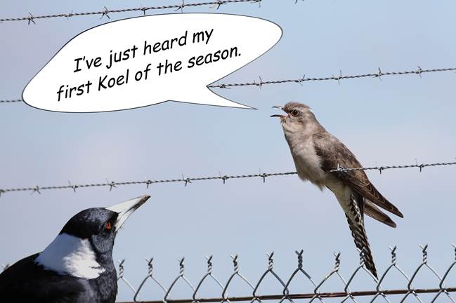 A flock of birds sitting on a wire fence
Description automatically generated