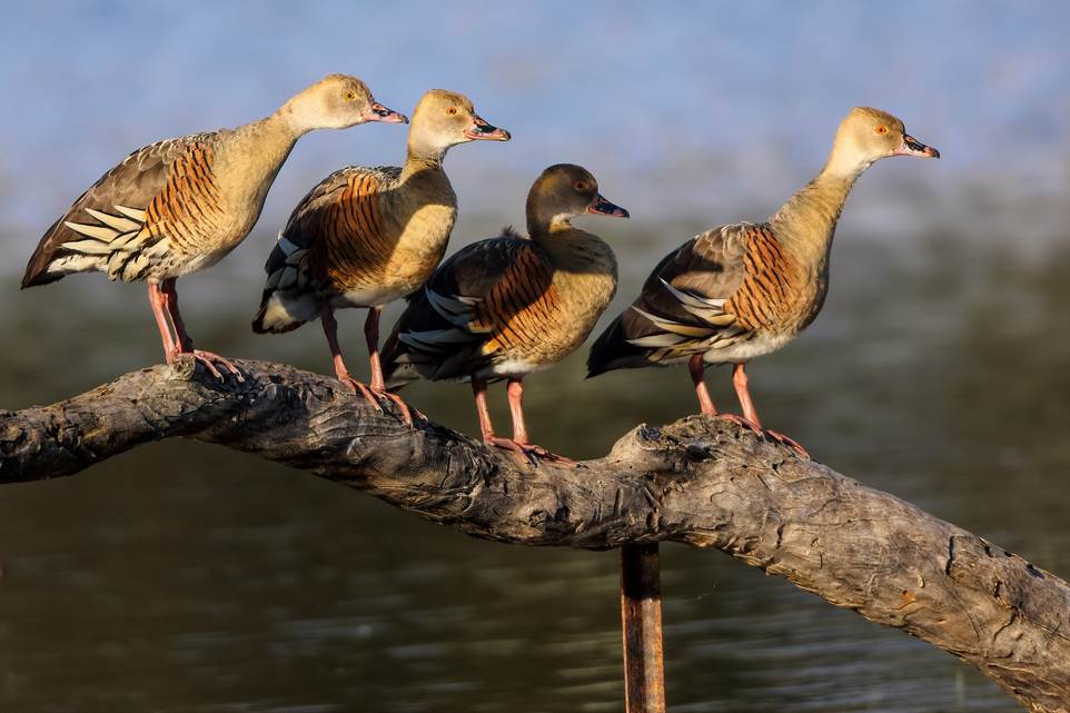 A bird standing next to a body of water

Description automatically generated