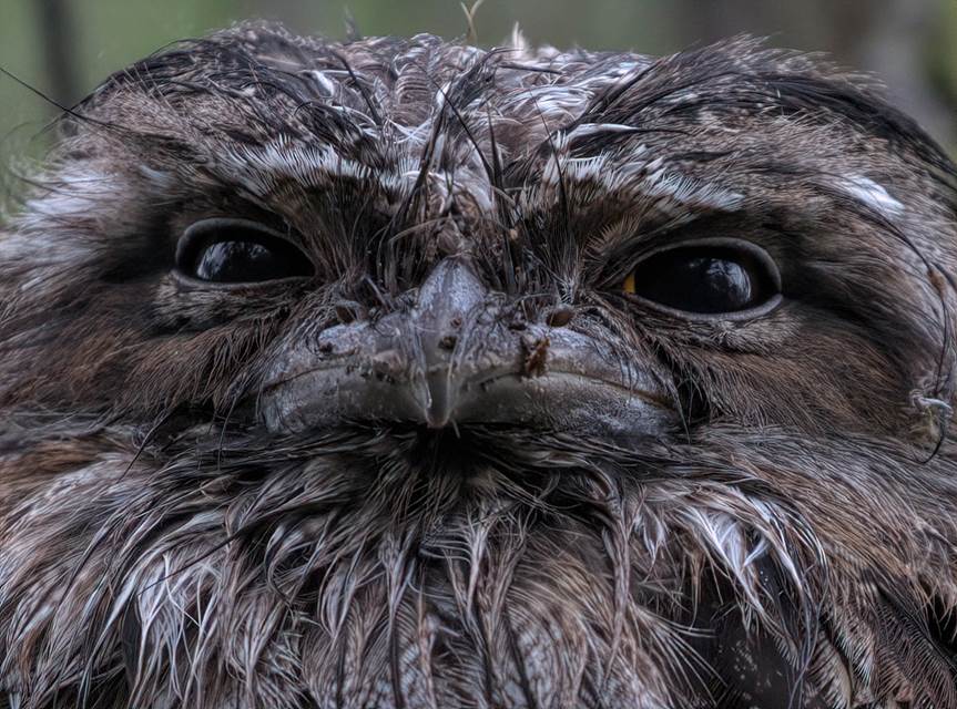 A close up of a bird
Description automatically generated