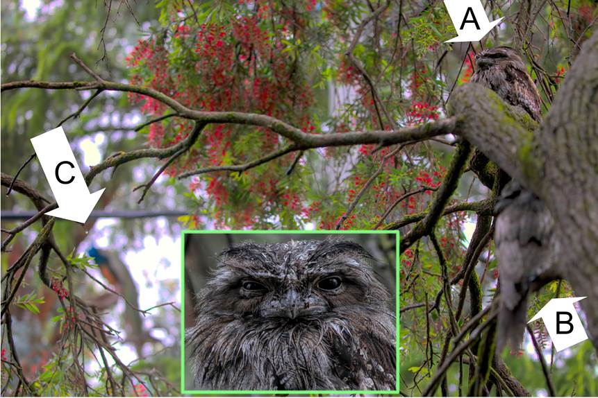 A bird sitting on top of a tree
Description automatically generated