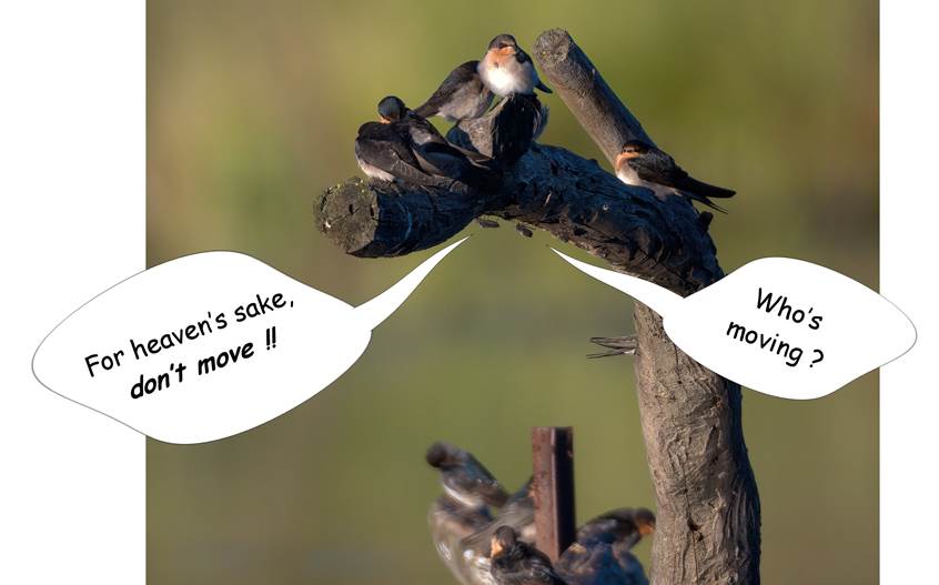 A close up of a bird

Description automatically generated