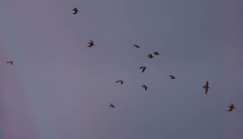 A flock of birds flying in the sky

Description automatically generated