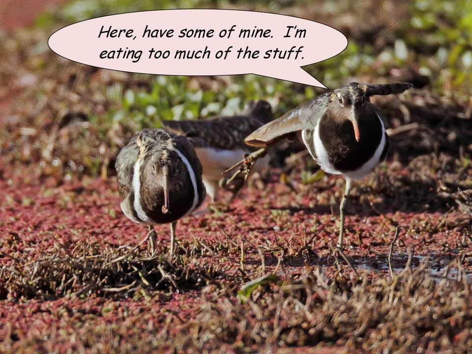 A picture containing text, grass, outdoor, standing

Description automatically generated