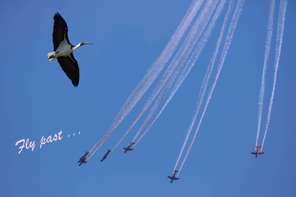 A bird flying in the sky

Description automatically generated with medium confidence