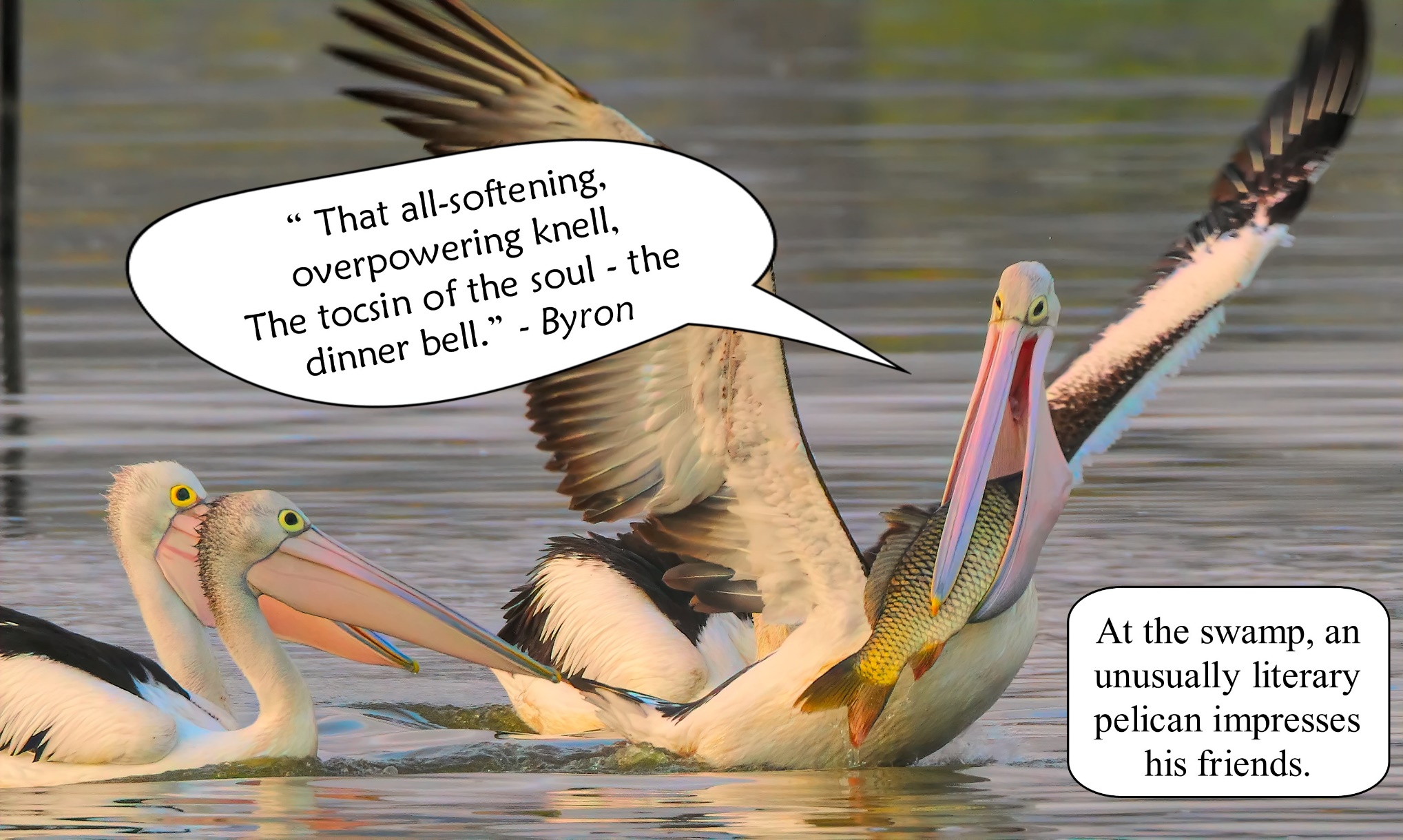 A picture containing text, bird, aquatic bird, pelican
Description automatically generated
