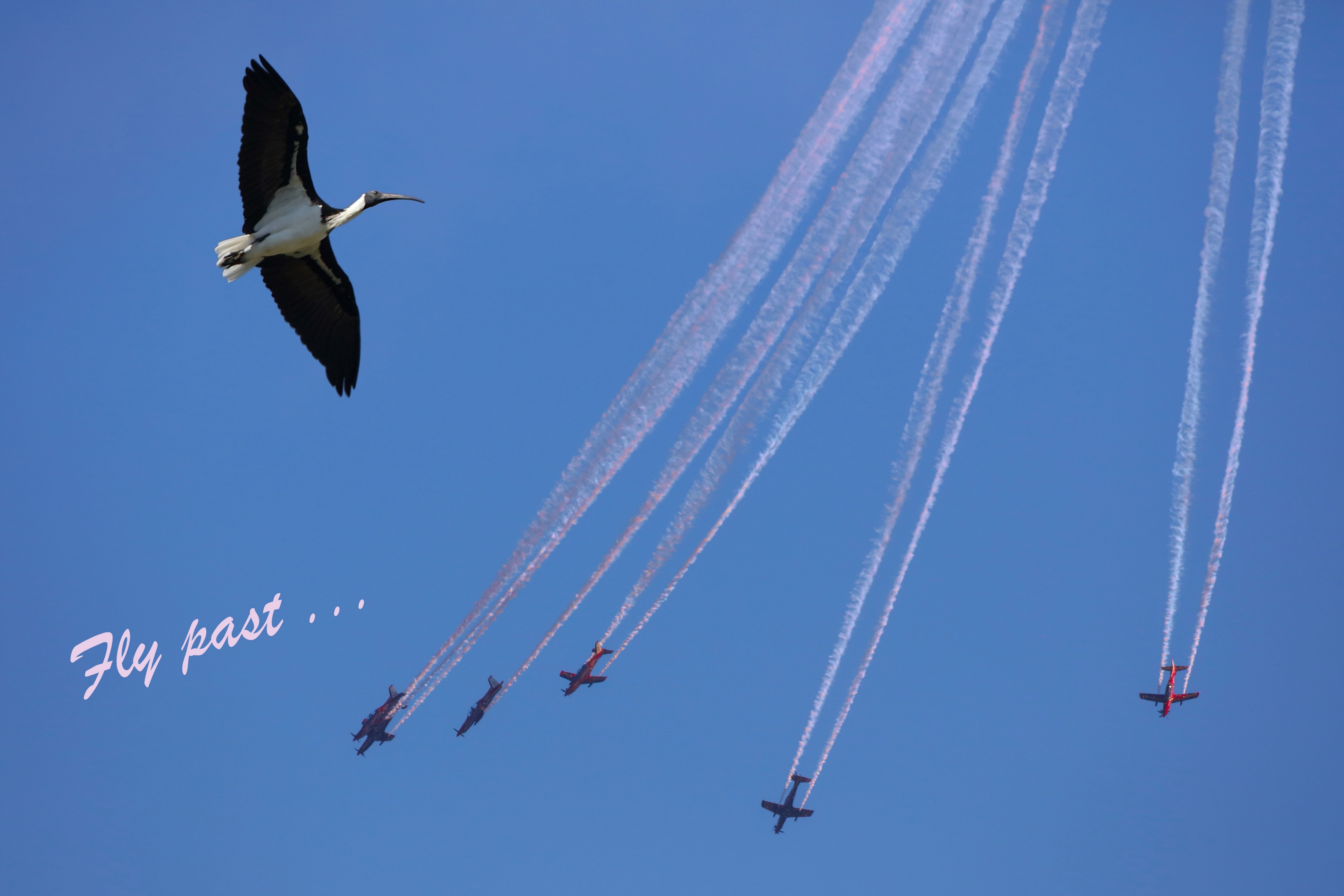 A bird
            flying in the sky
            Description automatically generated with medium confidence