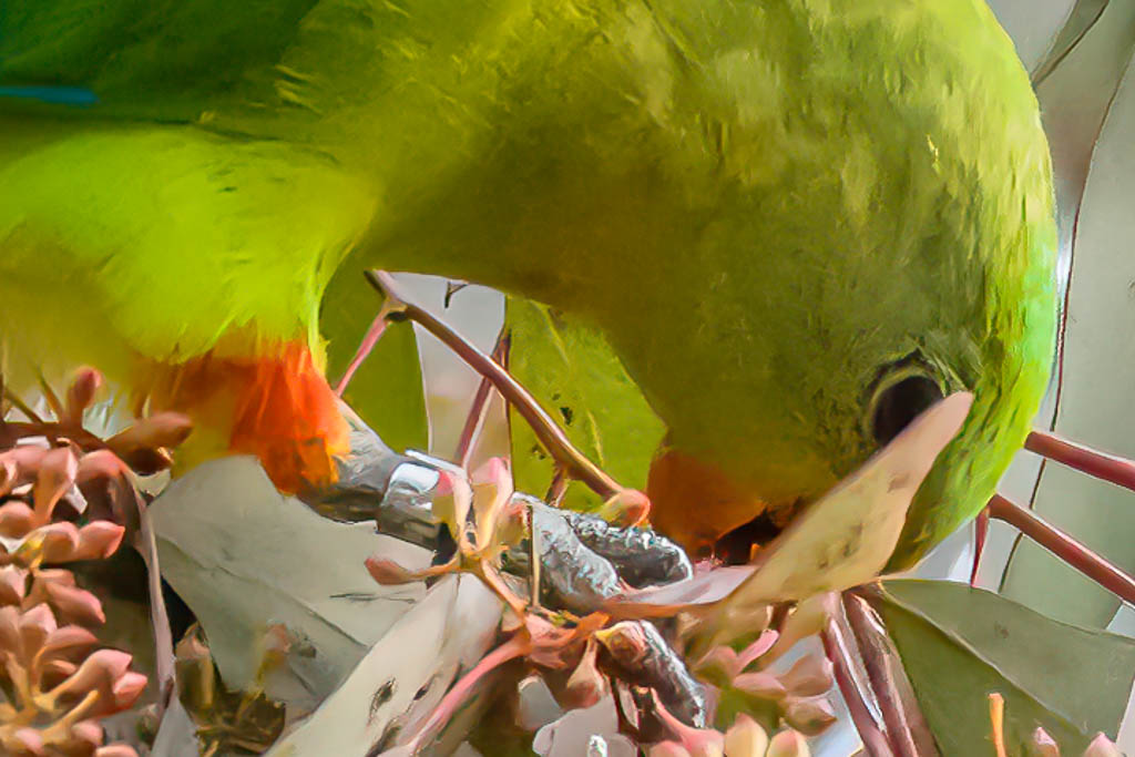 superb_parrot-4.jpg